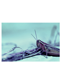 The Hopper